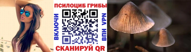 купить  сайты  Великий Устюг  Галлюциногенные грибы Psilocybe 